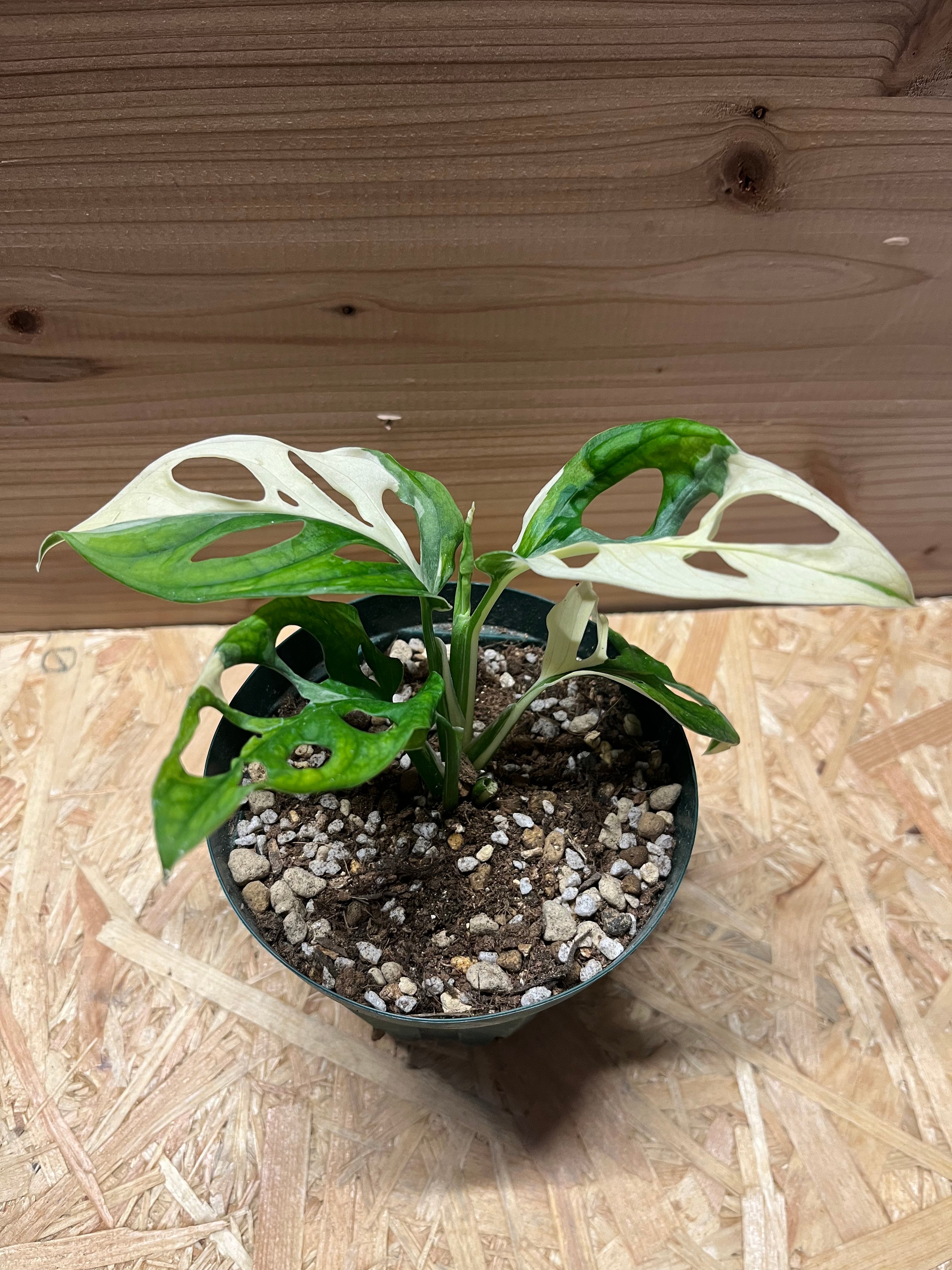 観葉植物【モンステラ アダンソニー バリエガタ】マドカズラ斑入り original