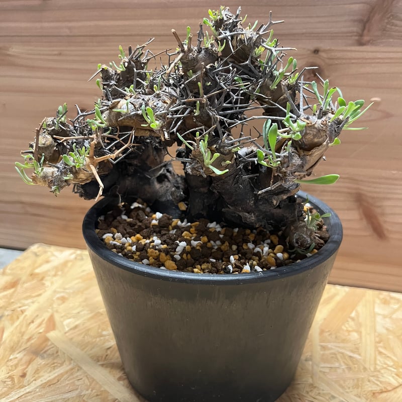 オトンナ ユーフォルビオイデス | GREEN LUCK