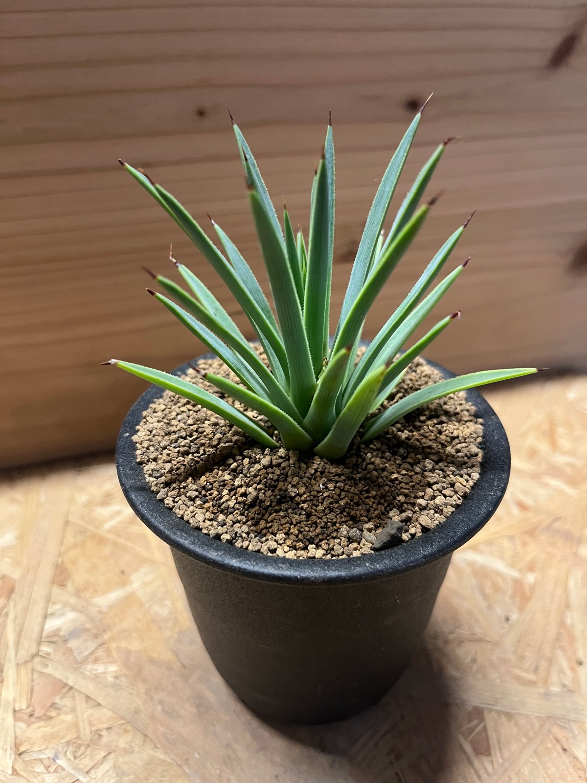アガベ ストリクタ 吹上 アガベ ストリクタ 吹上【agave stricta】10号鉢