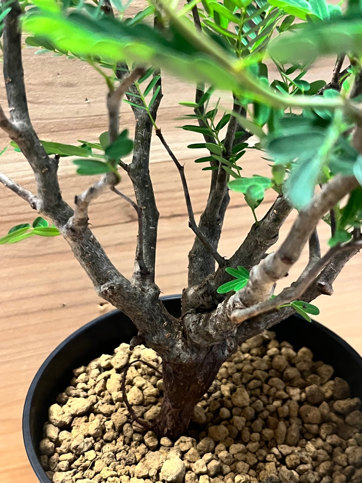 センナ メリディオナリス　盆栽　発根済み センナ メリディオナリス | GREEN LUCK