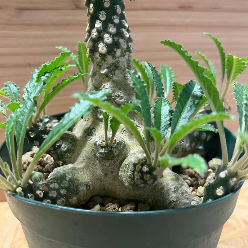 ドルステニア ラブラニー | GREEN LUCK