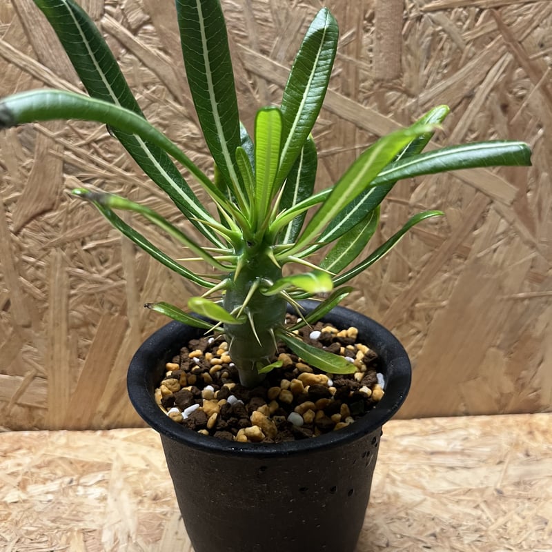 パキポディウム アンボンゲンセ | GREEN LUCK