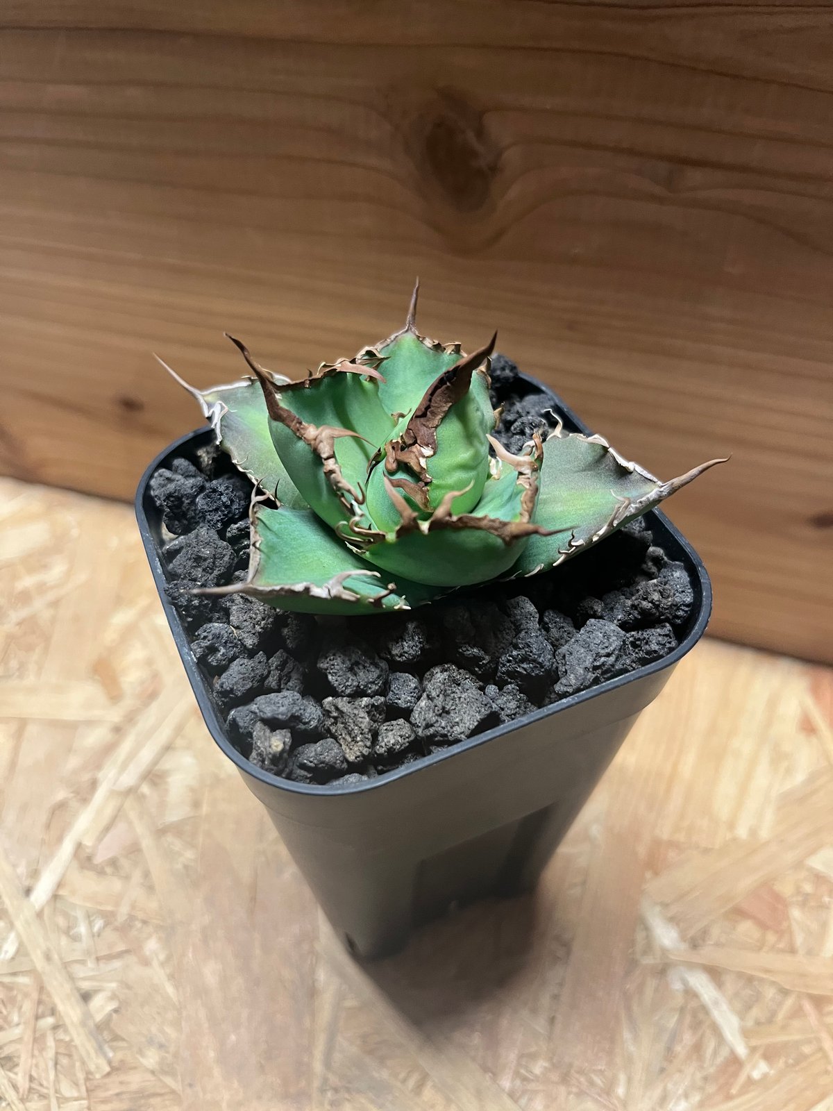 アガベ ノーネーム　コンパクト 超コンパクトAgave NO NAME厳鋸歯特選（アガベ） 超コンパクト