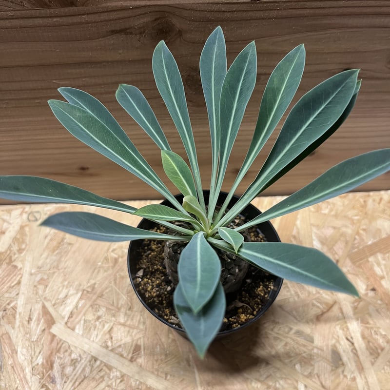 ユーフォルビア ブプレウリフォリア 鉄甲丸 ③ 大型 塊根植物 夏型 ユーフォルビア ブプレウリフォリア 鉄甲丸 | GREEN LUCK