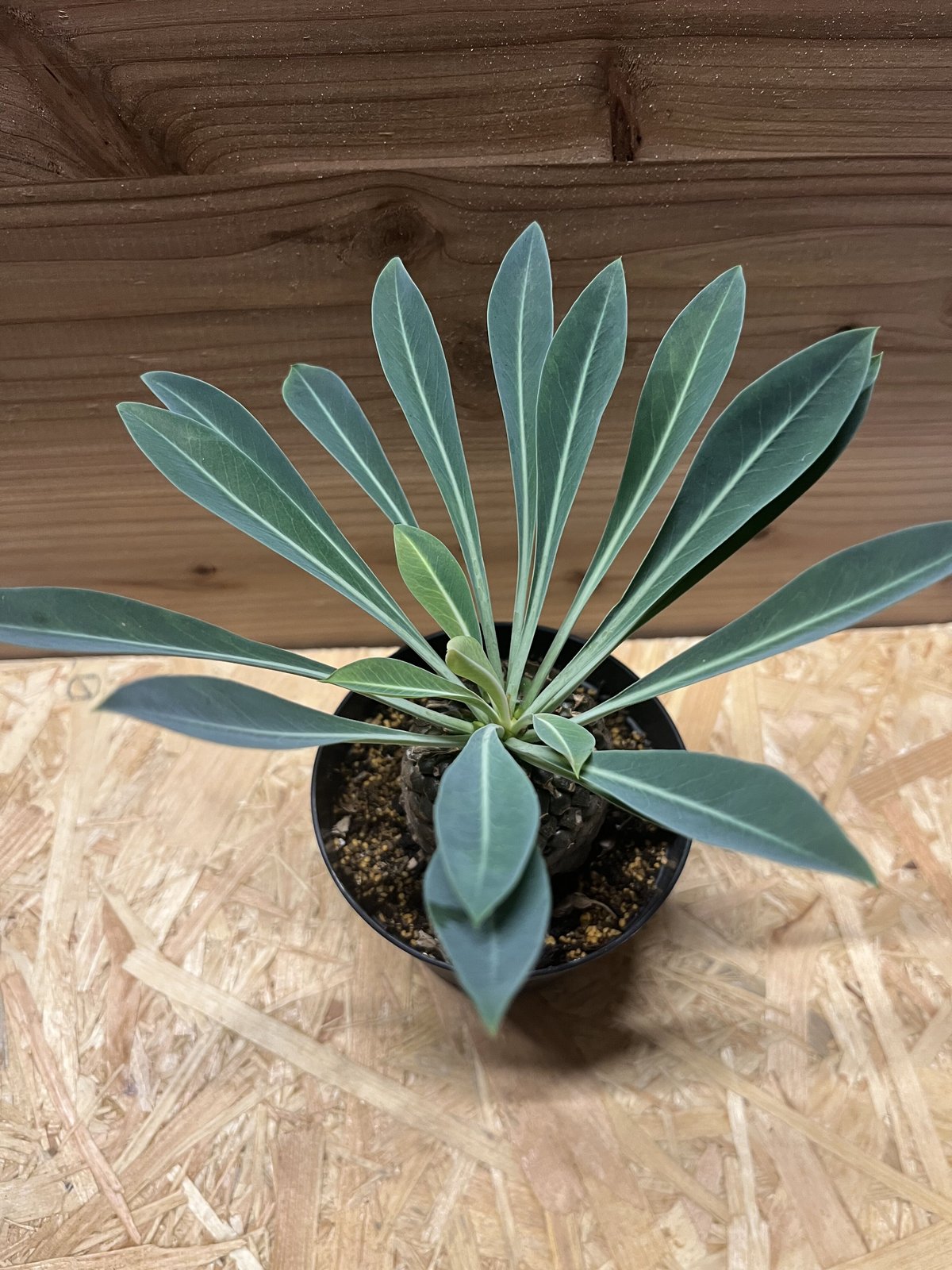 塊根植物 ユーフォルビア　鉄甲丸　ブプレウリフォリア ユーフォルビア プブレウリフォリア 鉄甲丸 | GREEN LUCK