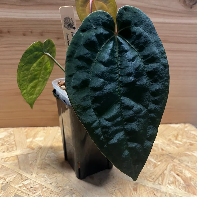 パピリラミナム(FS) × アンスリウム エースオブスペード(AOS) 厳選株】アンスリウム エース オブ スペード(AOS