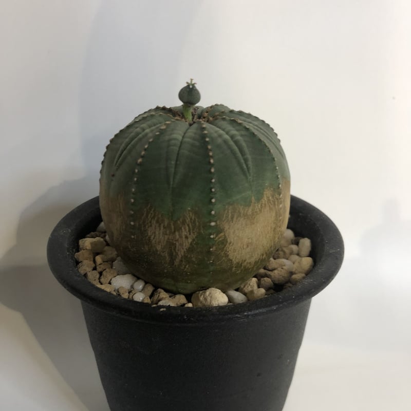 【輸入苗】ユーフォルビア オベサ 3号 ※0404【特大・メス】 輸入苗】ユーフォルビア オベサ 3号 ※0404【特大・メス】 輸入苗