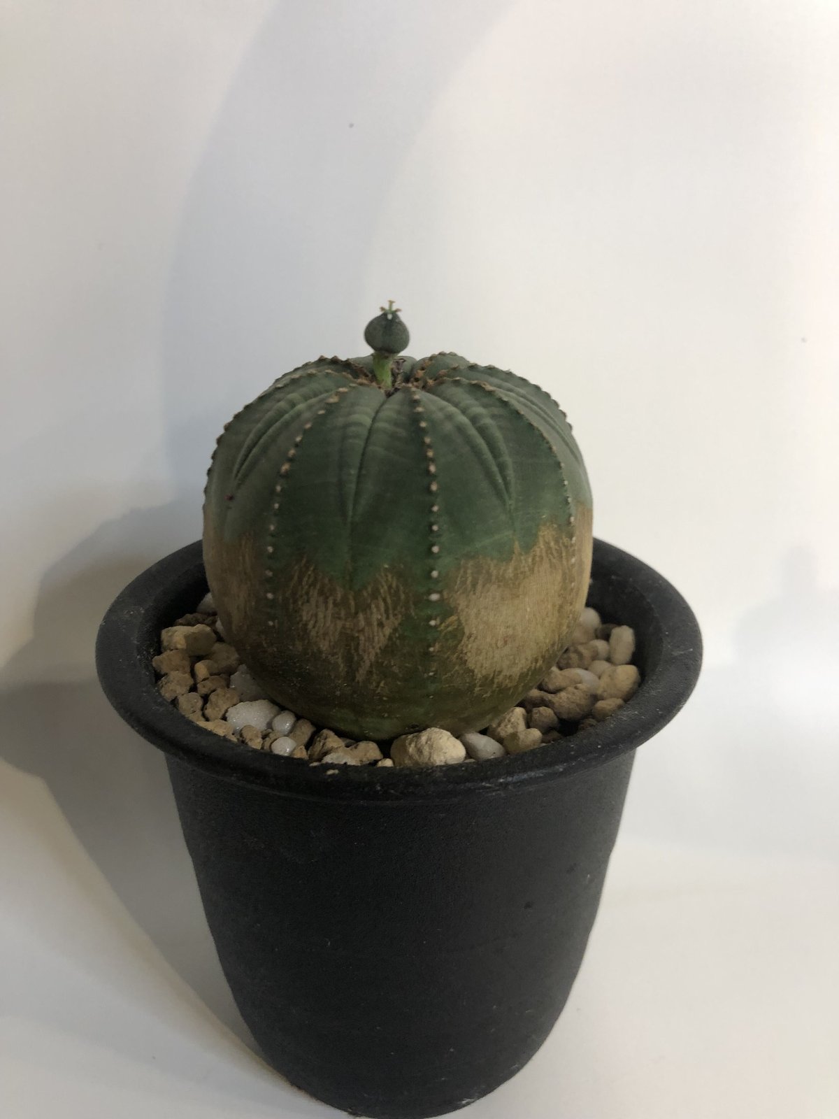 ユーフォルビア オベサ メス株 | GREEN LUCK