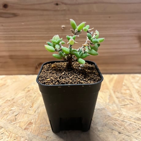 トリコディアデマ | STORES