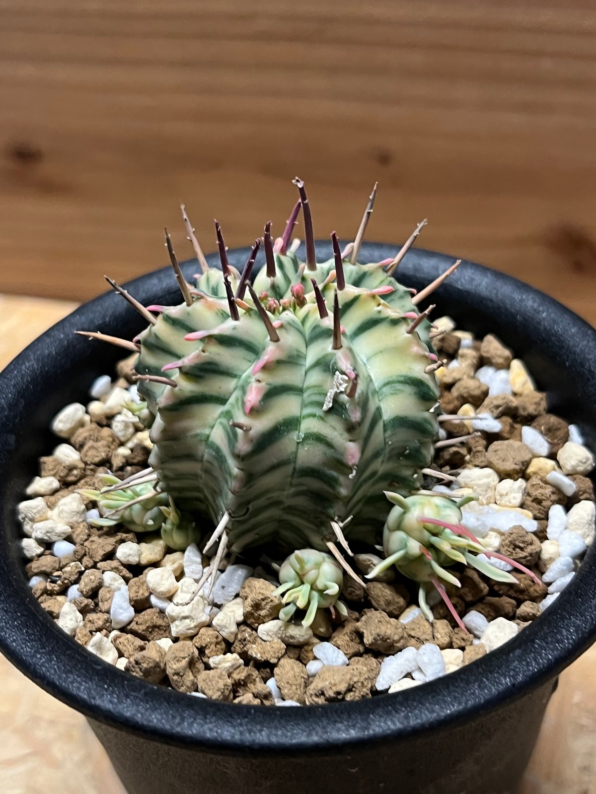 【XLサイズ】ユーフォルビア メロフォルミス錦 ※0594【輸入苗】 XLサイズ】ユーフォルビア メロフォルミス錦 ※0594【輸入苗】