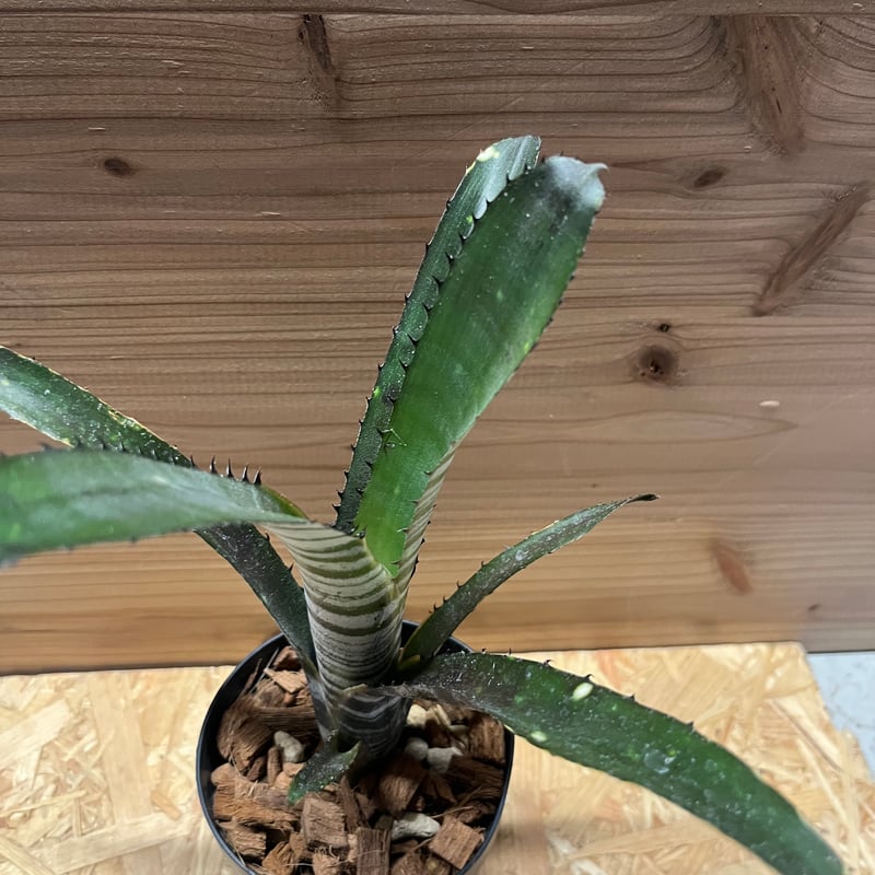 ビルベルギア カルサイト | GREEN LUCK