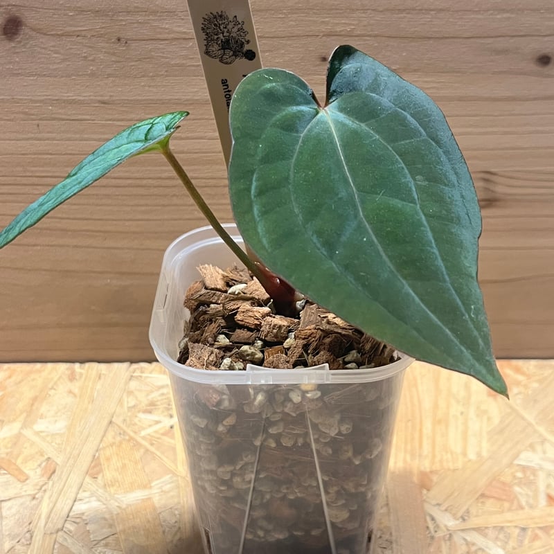 アンスリウム アントラキー（RA7）×レッドダークフェニックス | GREEN LUCK