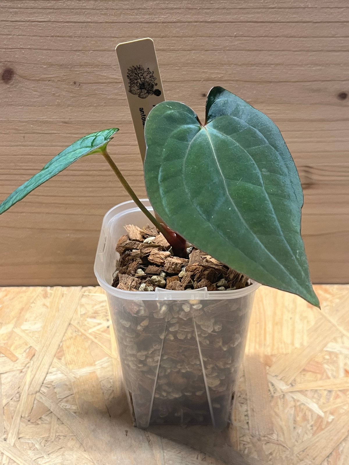 アンスリウム　アントラキー アンスリウム アントラキー（RA7）×レッドダークフェニックス | GREEN LUCK