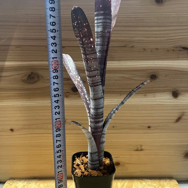 ビルベルギア ビルベルギア マッドマックス | GREEN LUCK