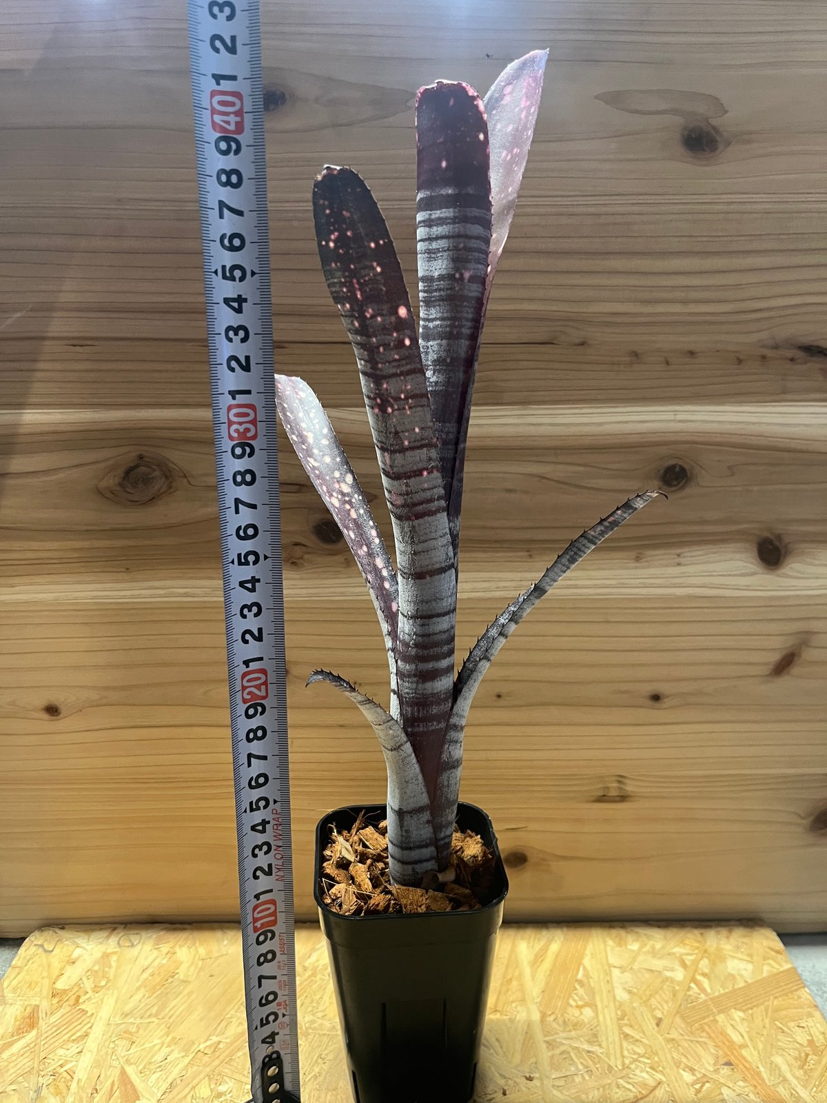 (期間限定)Billbergia 'Mad Max' fit=scale-down,w=1200