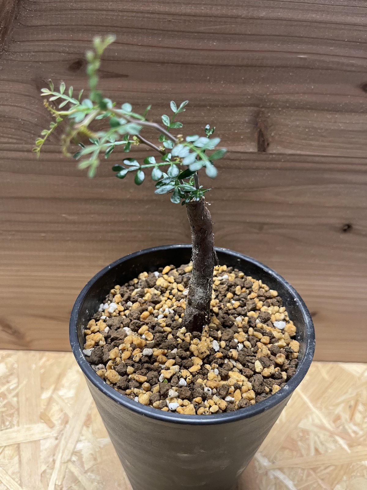 オペルクリカリア パキプス 根差し | GREEN LUCK