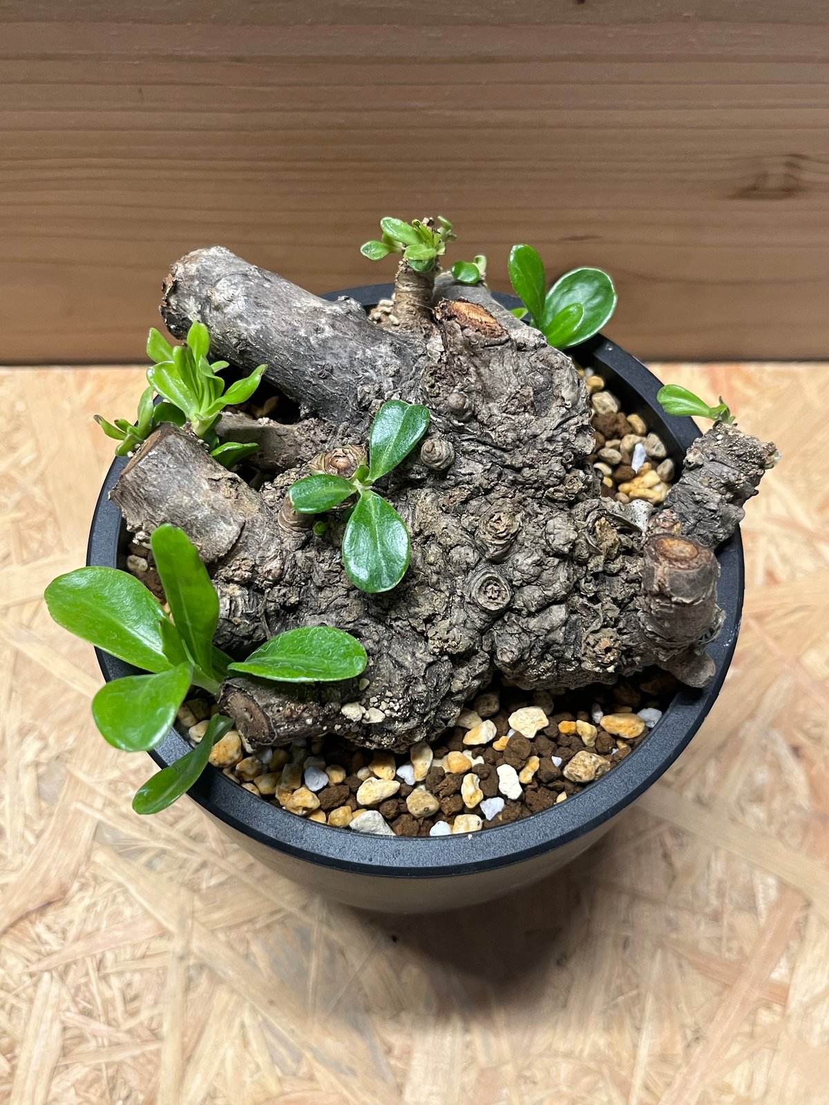 クサトベラ | GREEN LUCK