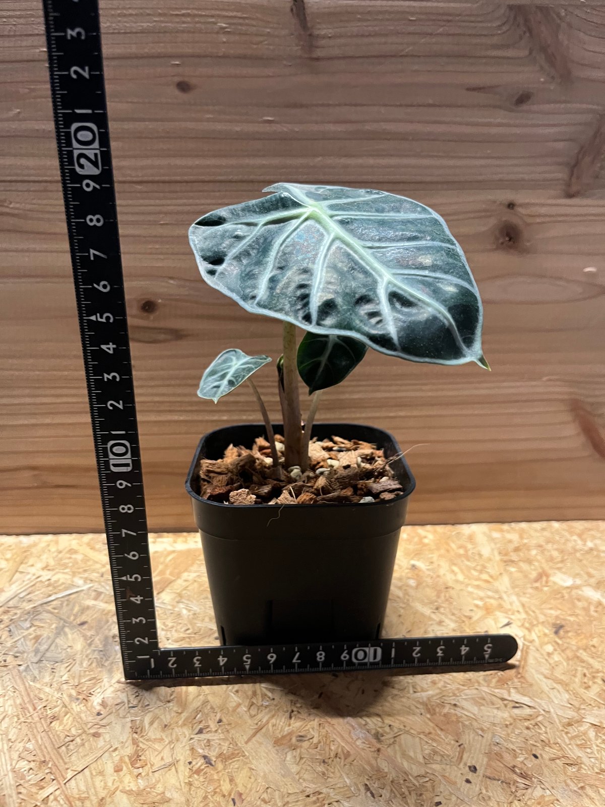 アロカシア ベイビー | GREEN LUCK