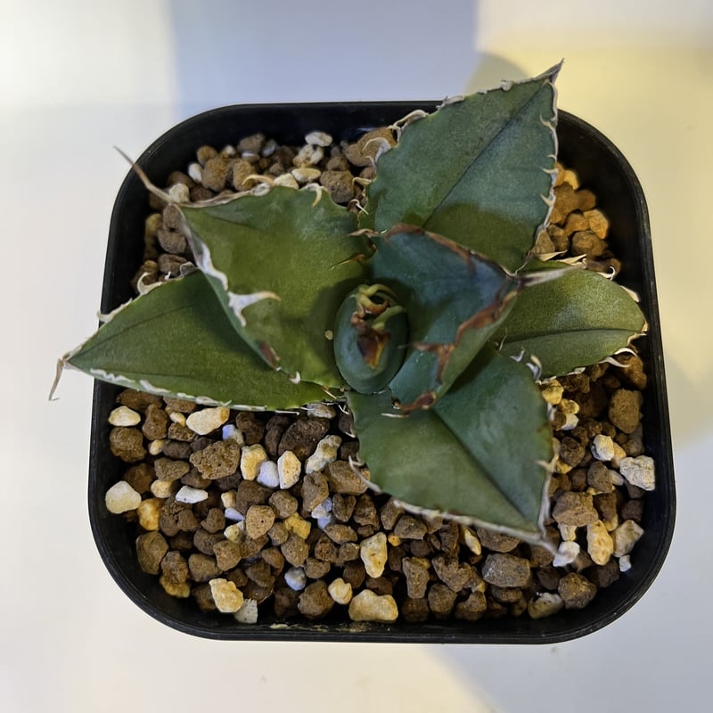 アガベ　チタノタ　白鯨　lize産　発根済み　台湾鉢5号 アガベ チタノタ 白鯨 lize園藝 | GREEN LUCK