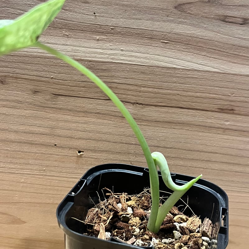 アロカシア ドラゴンスケール ミント | GREEN LUCK