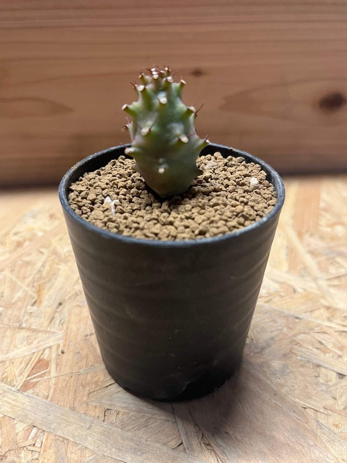 ユーフォルビア パキポディオイデス | GREEN LUCK