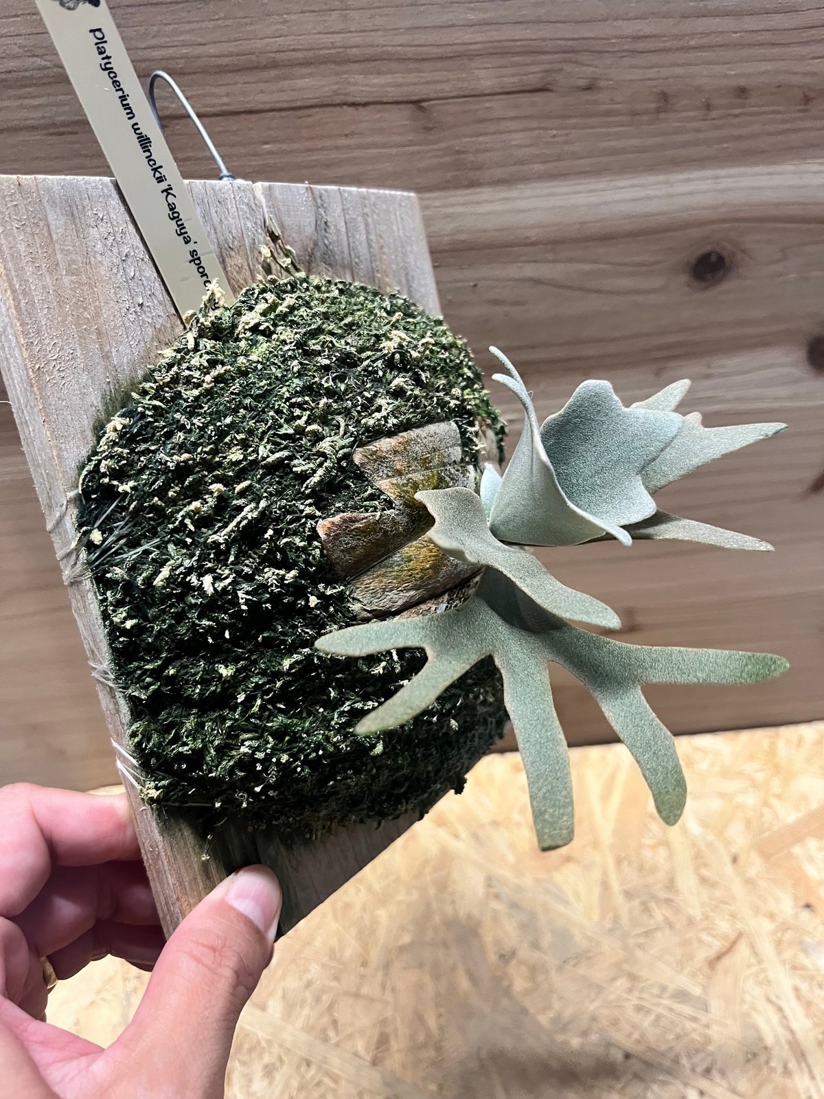 ビカクシダ ウィリンキー 'カグヤ' | GREEN LUCK