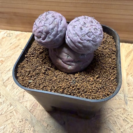 テフロカクタス　ゲオメトリクス