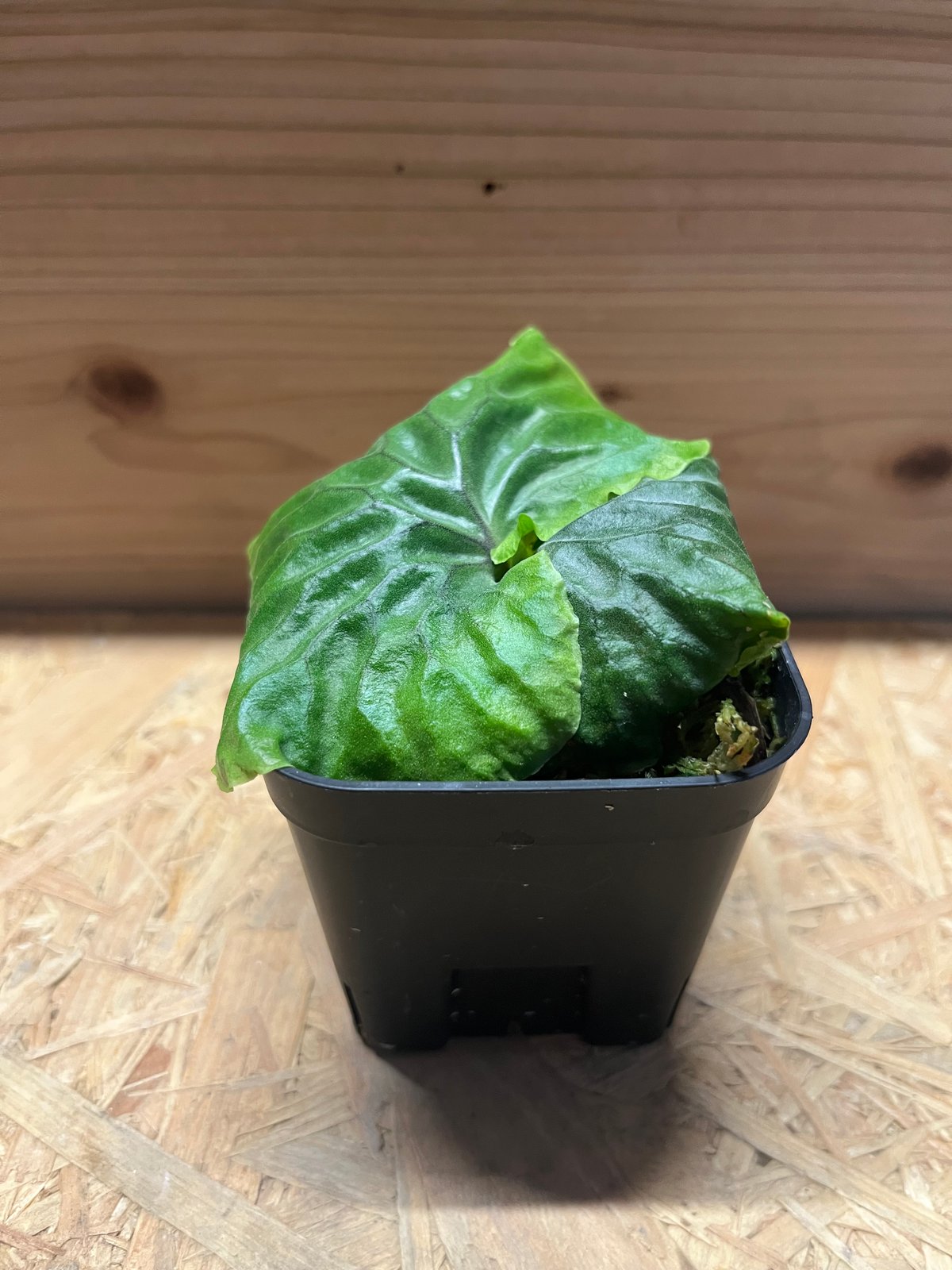 ビカクシダ マダガスカリエンセ | GREEN LUCK