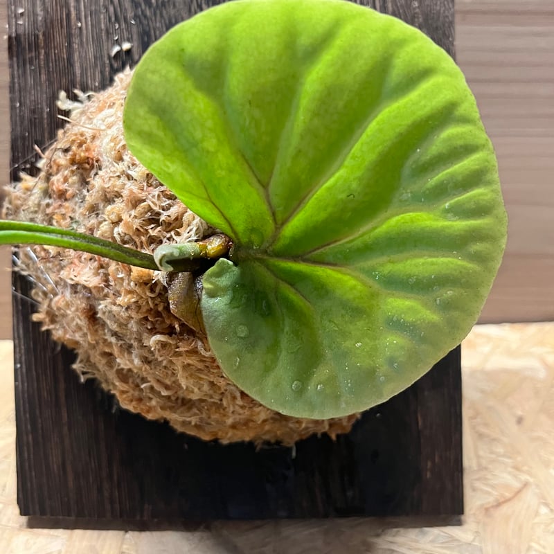 ビカクシダ　リドレイ ビカクシダ・リドレイ|ドワーフシルバー - 株式会社陽春園植物場