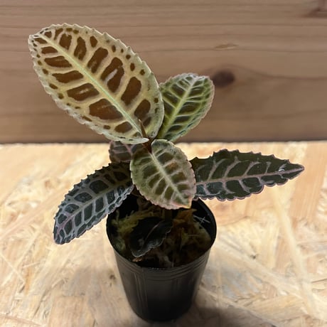 ラビシア　極美黒紫 Labisia sp. Riau Sumatera 極美黒紫（在庫No.PL-1004） - DISCOVERY