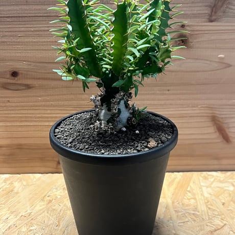 ユーフォルビアムランジーナ | STORES