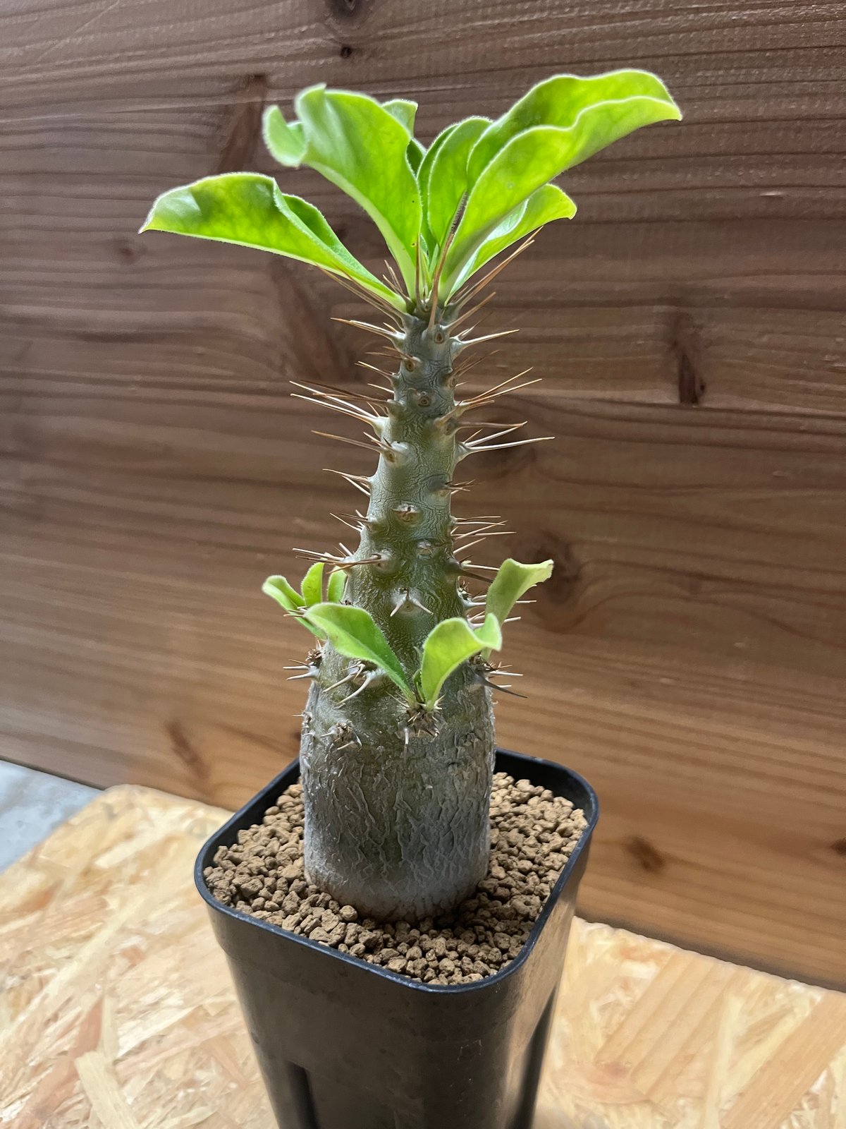 パキポディウム サンデルシー | GREEN LUCK