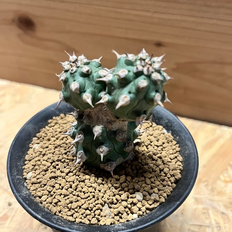 ユーフォルビア cv. 'Tom' トム 多肉植物 サボテン 塊根 継ぎの方が勢いがあっていいな Euphorbia cv. TOM #euphorbia cv