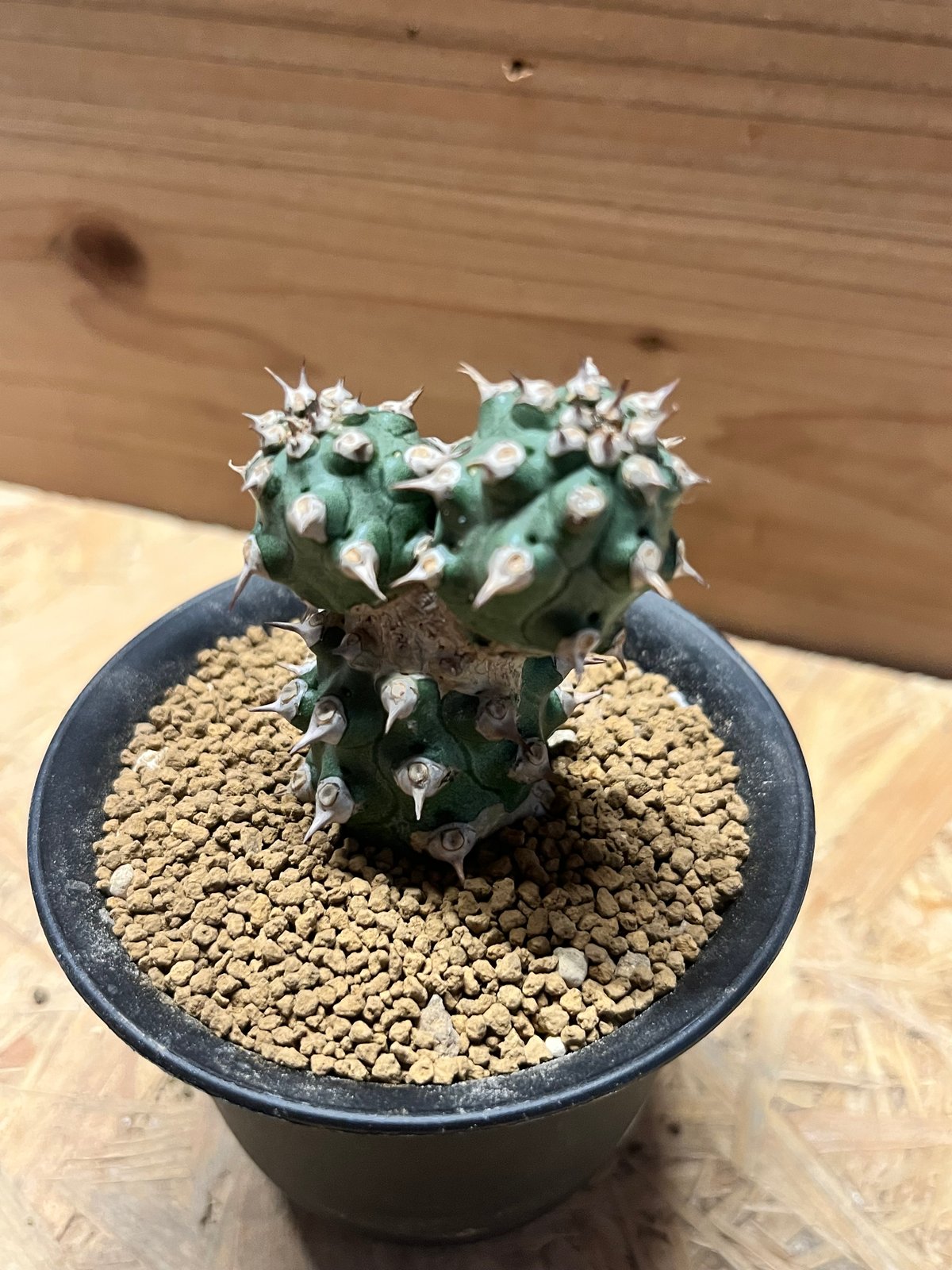 ユーフォルビア　トム　Euphorbia Cv tom 接ぎ降ろし　9頭　良型 ユーフォルビアトムEuphorbia Cv tom 接ぎ降ろし9頭良型