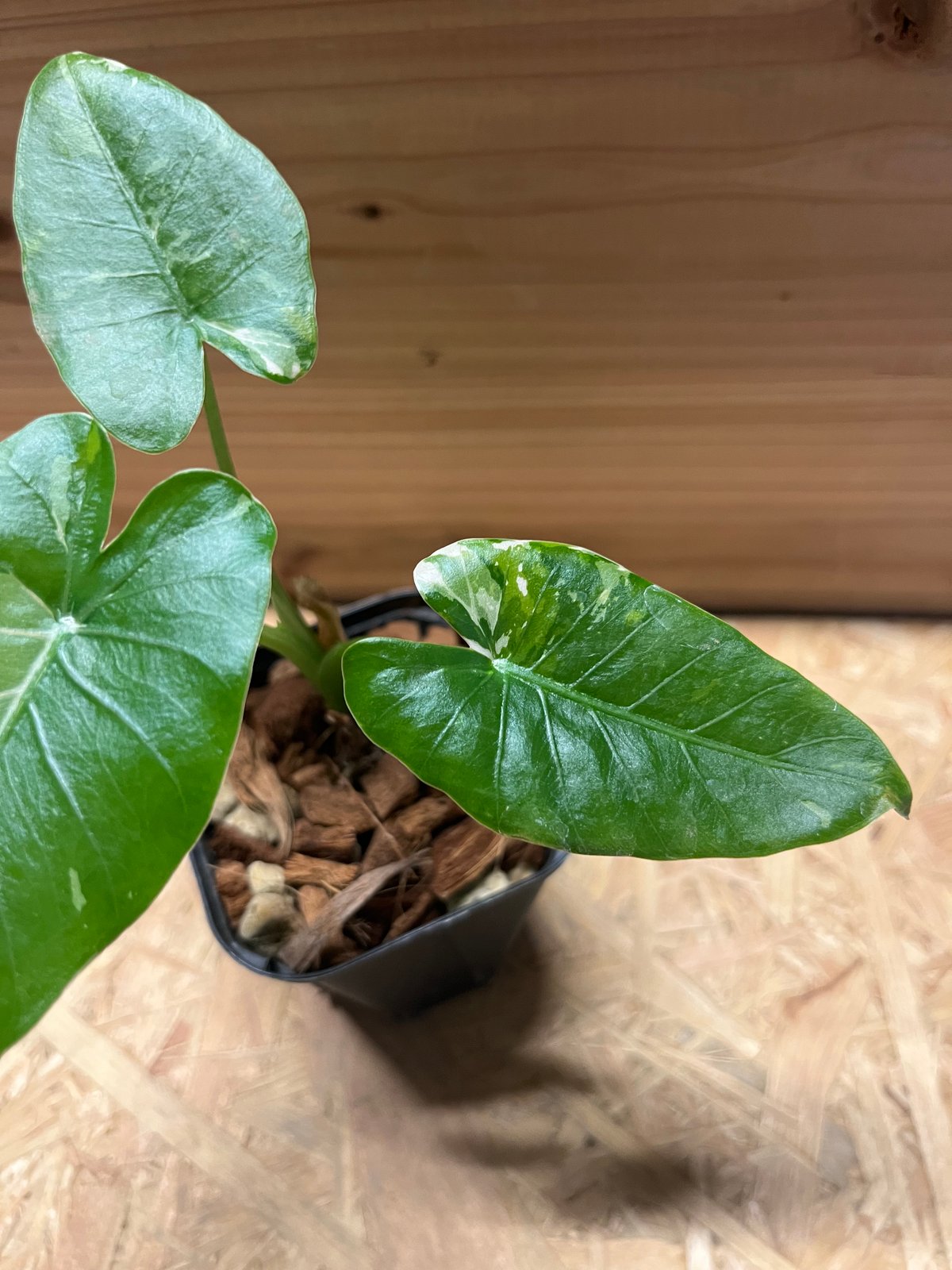 斑入りクワズイモ オキナワシルバー | GREEN LUCK