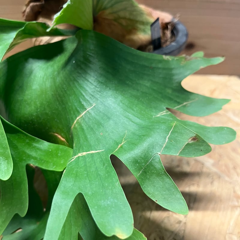 ビカクシダ コロナリウム カーソン | GREEN LUCK