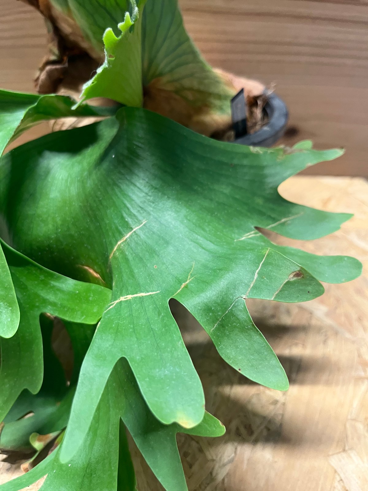 ビカクシダ コロナリウム カーソン | GREEN LUCK