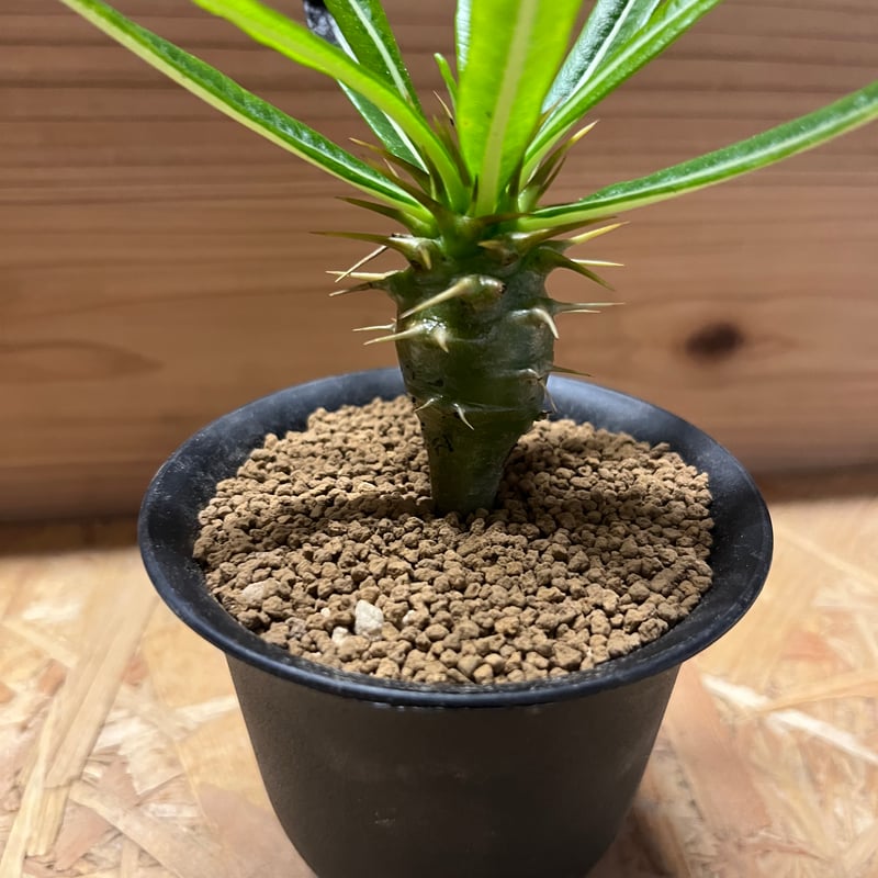 パキポディウムアンボンゲンセ パキポディウム アンボンゲンセ | hanayoshi-botanical