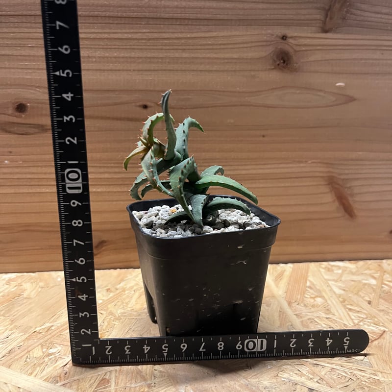 メルカリ便発送☆アロエ (コニフェラ×カスティロニアエ)×メラナカンサ