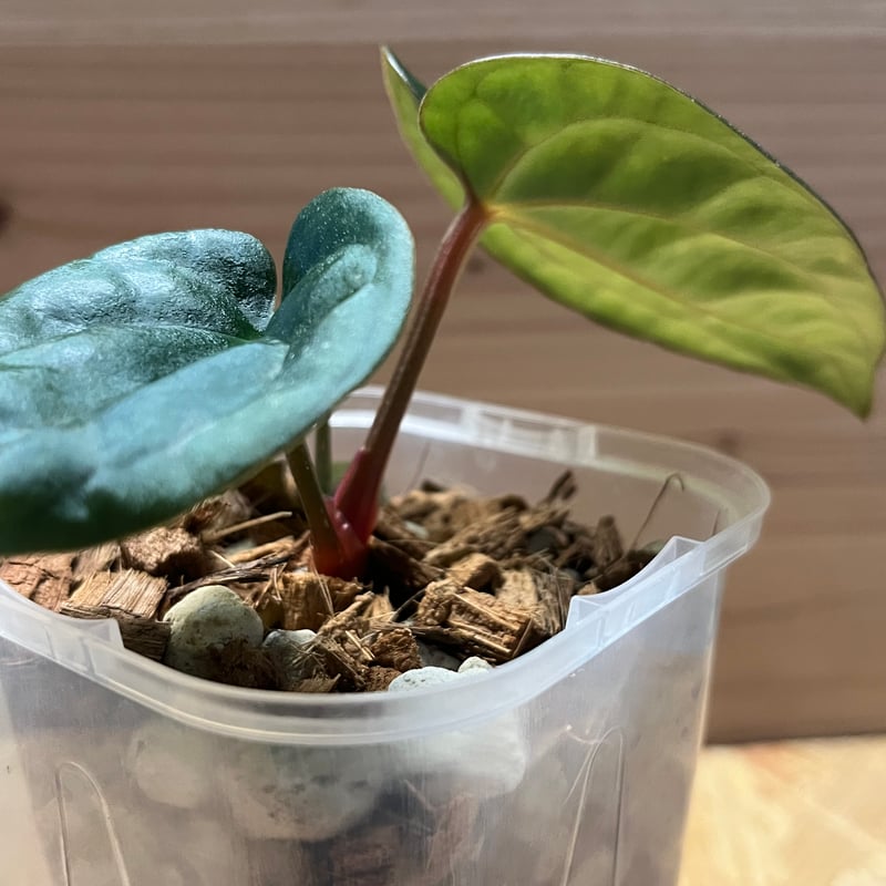 アンスリウム カーラブラッキー×ルクスリアンス | GREEN LUCK