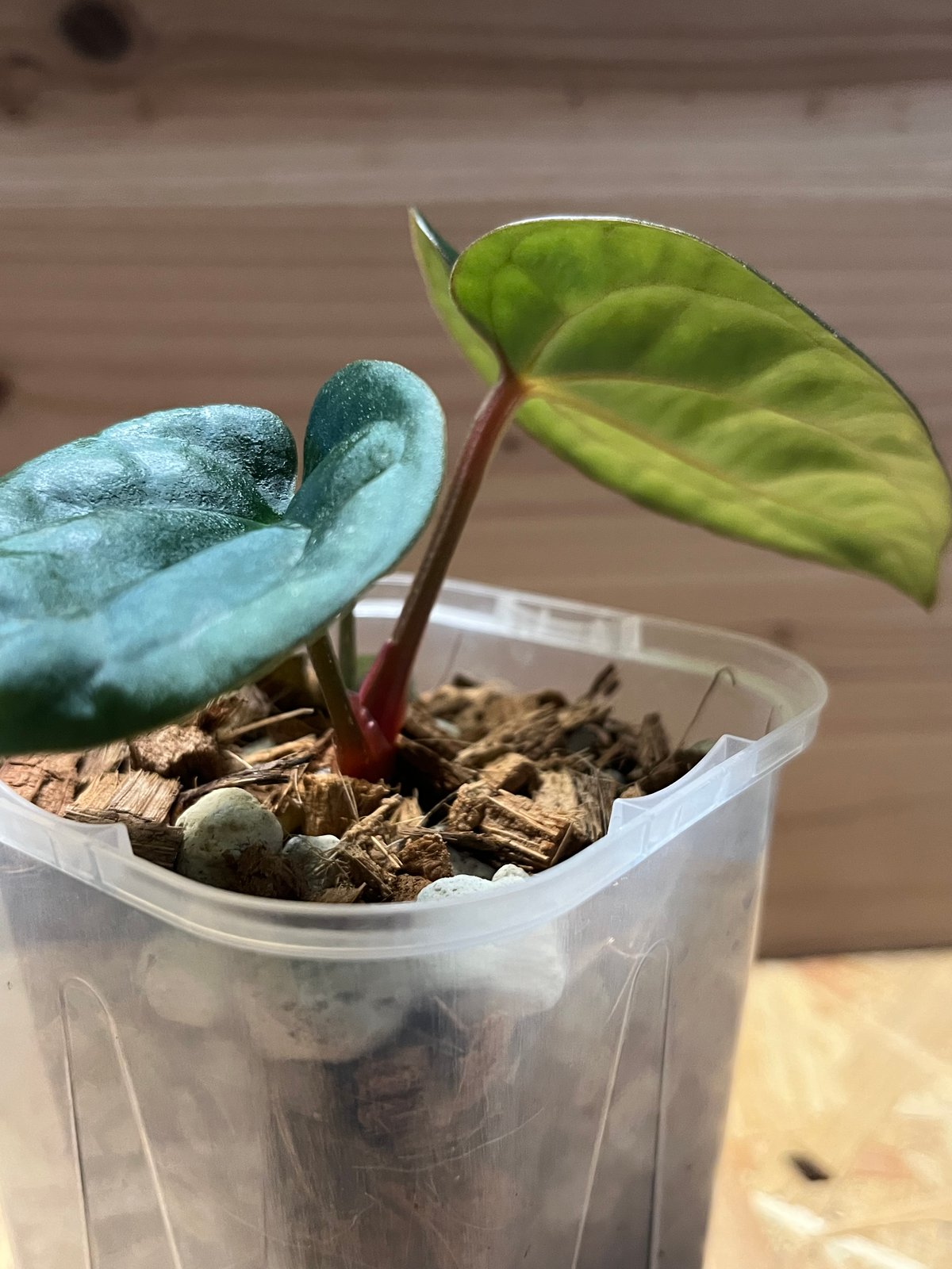 アンスリウム　カーラブラッキー×レッドクリスタル　レア交配　かなり渋い アンスリウム カーラブラッキー×レッドクリスタル レア交配