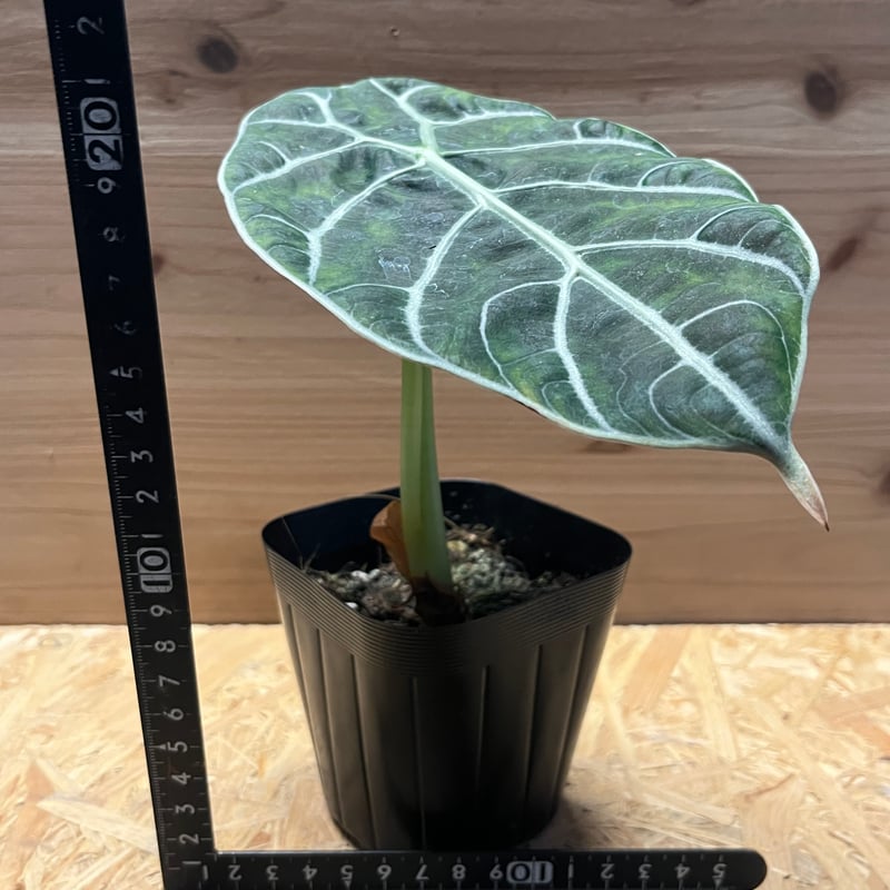 アロカシア ワトソニアナ スラウェシ | GREEN LUCK