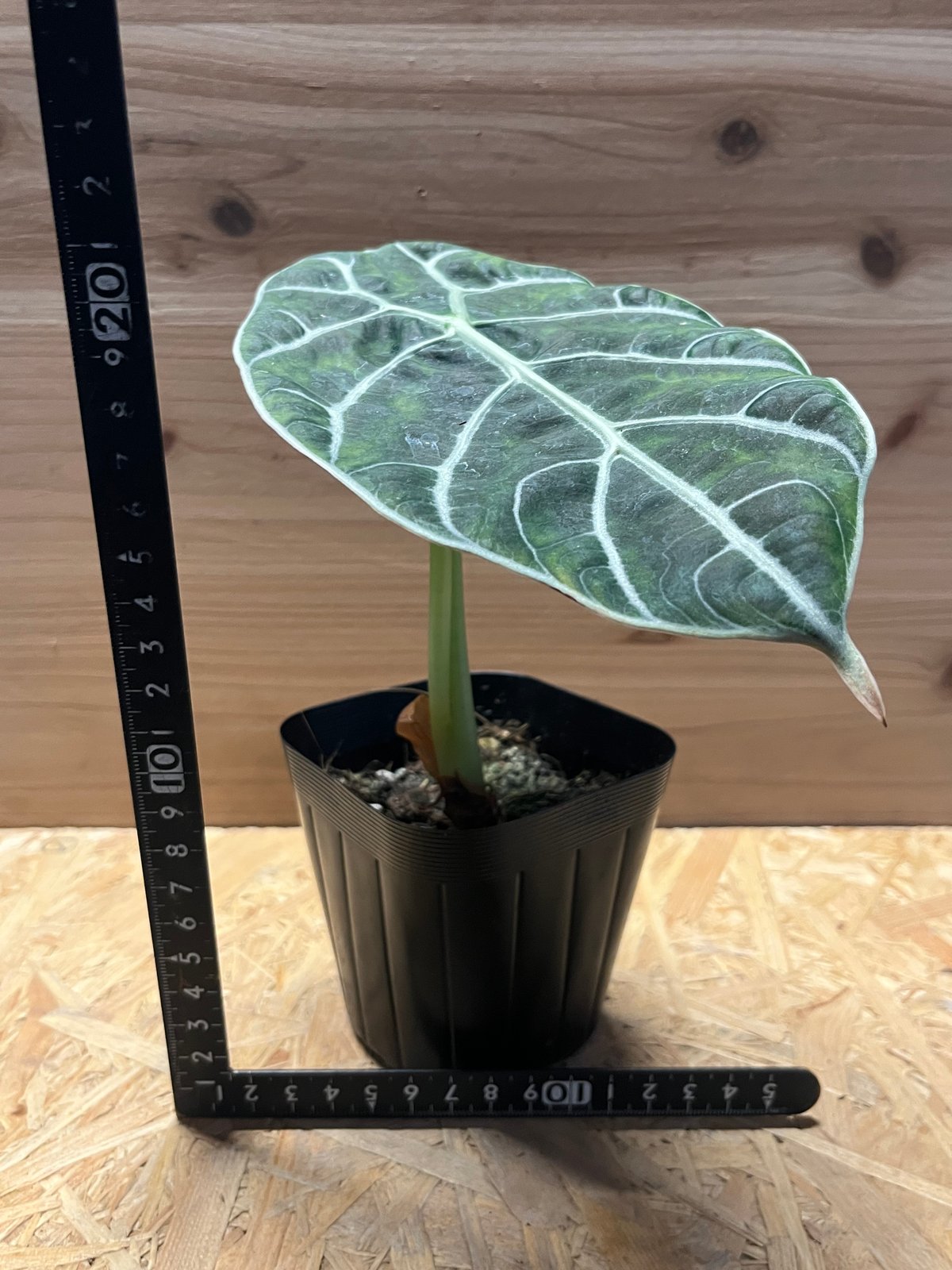 アロカシア ワトソニアナ スラウェシ | GREEN LUCK