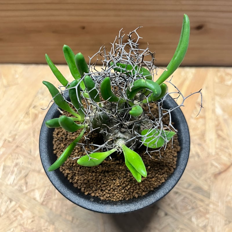 万物想　チレコドン レティキュラーツス チレコドン レティキュラーツス 万物想 | GREEN LUCK