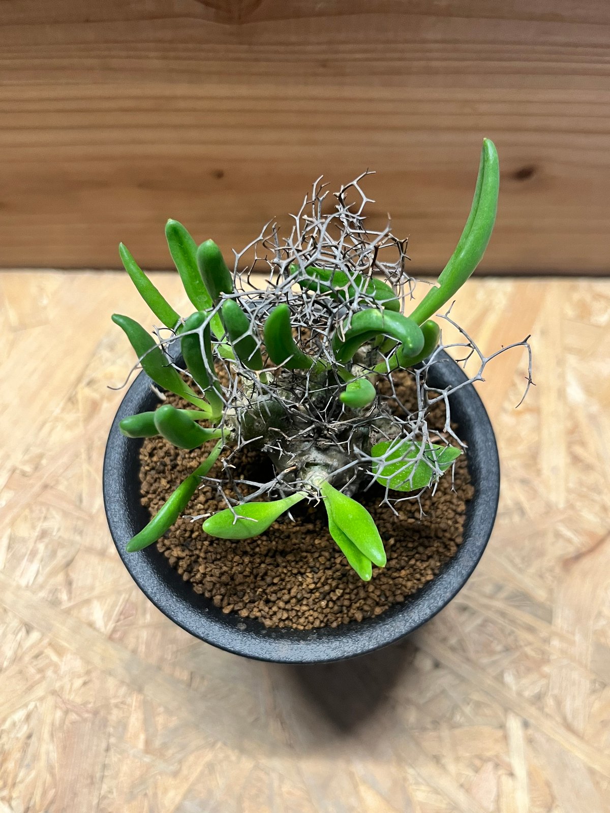 チレコドン レティキュラーツス 万物想 | GREEN LUCK