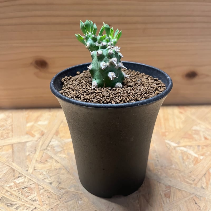 ユーフォルビア cv. 'Tom' トム 多肉植物 サボテン 塊根 ユーフォルビア cv. 'Tom' トム 多肉植物 サボテン 塊根