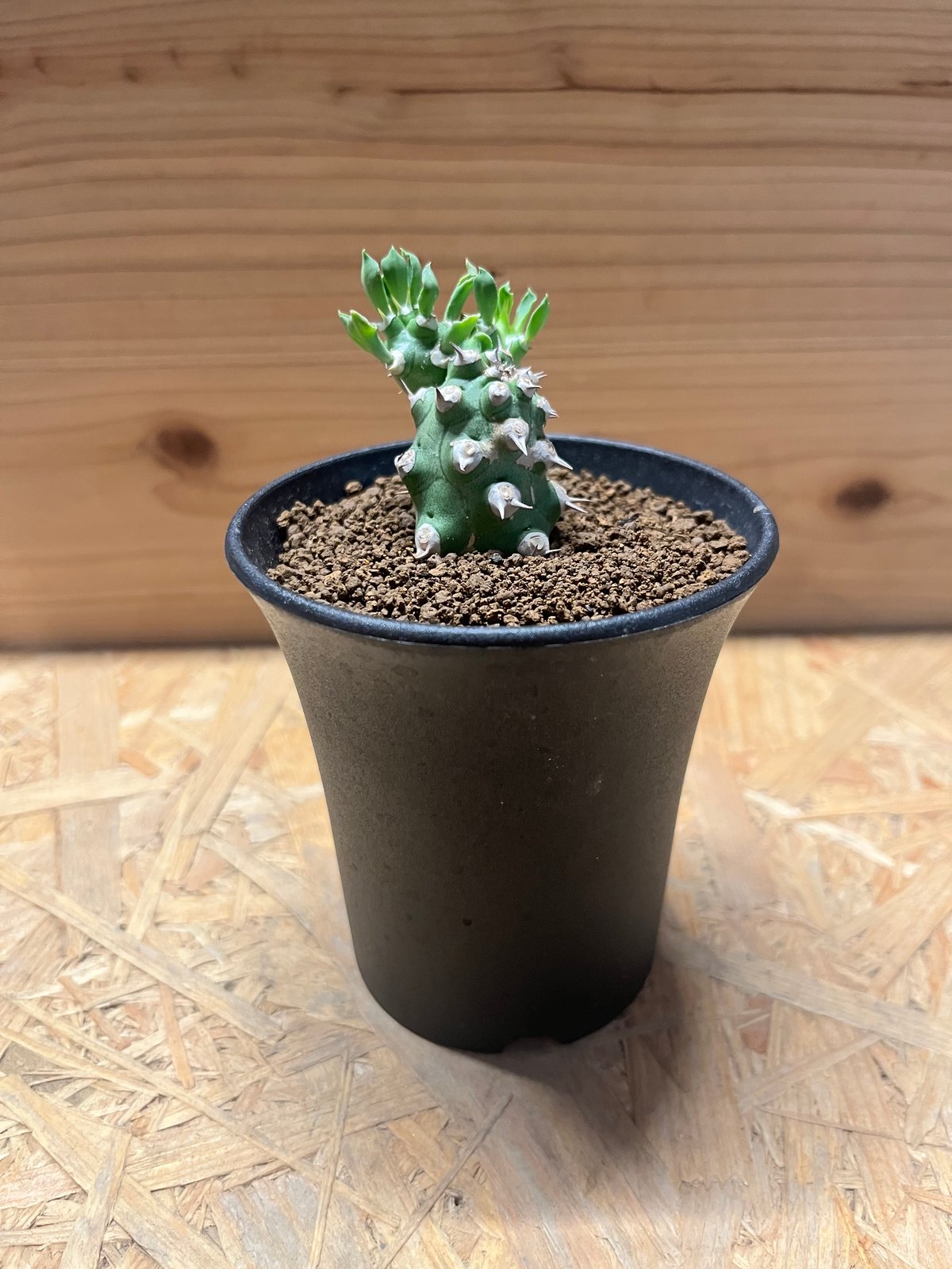 【珍品】ユーフォルビア トム綴化 cv. 'Tom' f.crist 多肉植物 珍品】ユーフォルビア トム綴化 cv. 'Tom' f.crist 多肉植物