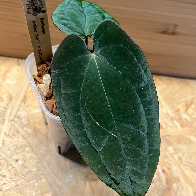 アンスリウム　レッドダークフェニックス × アントラキイ アンスリウム アントラキー×レッドダークフェニックス | GREEN LUCK