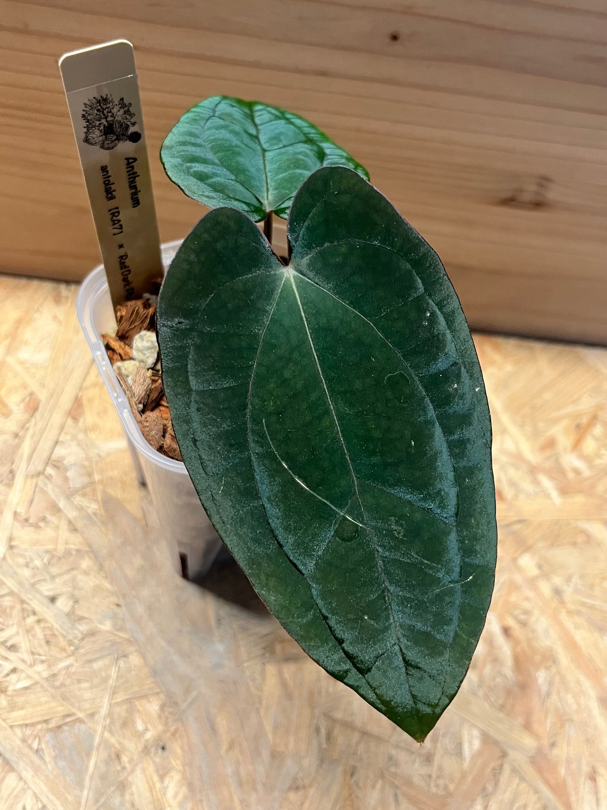 アンスリウム アントラキー×レッドダークフェニックス | GREEN LUCK