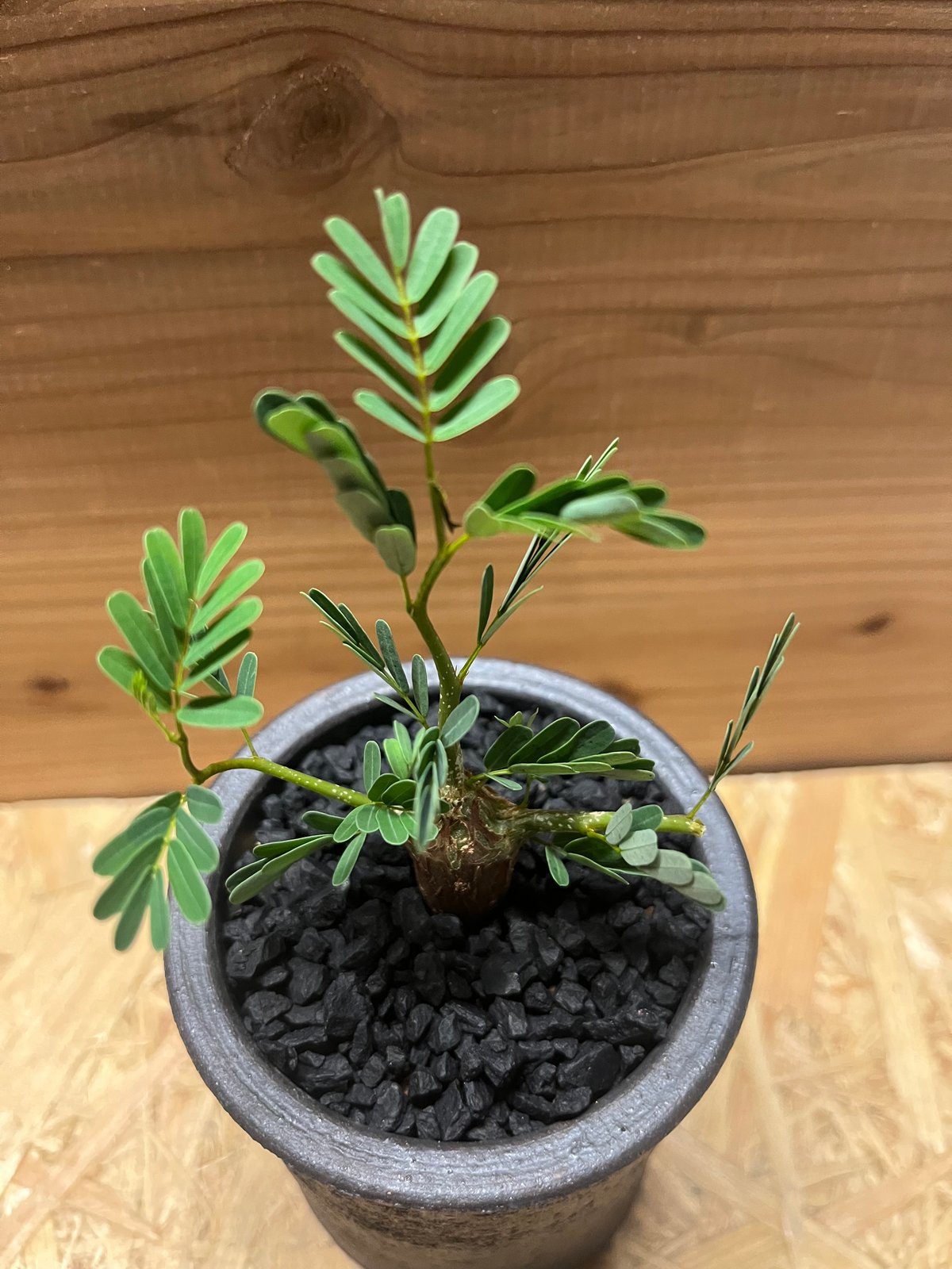 センナ メリディオナリス 現地株発根済 かみ山陶器鉢付き センナ メリ